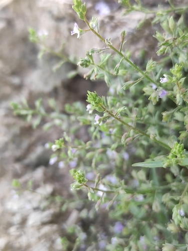Image of Veronica anagalloides by (c) Augustin Soulard, some rights reserved (CC BY)