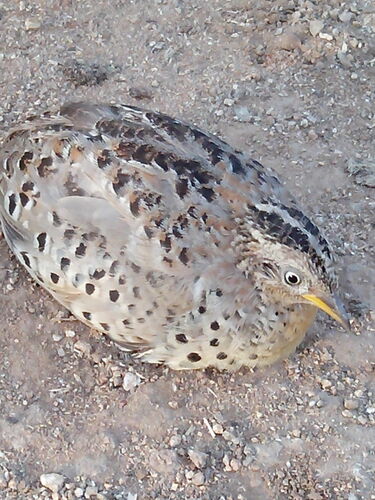 Turnix indien (Turnix tanki)