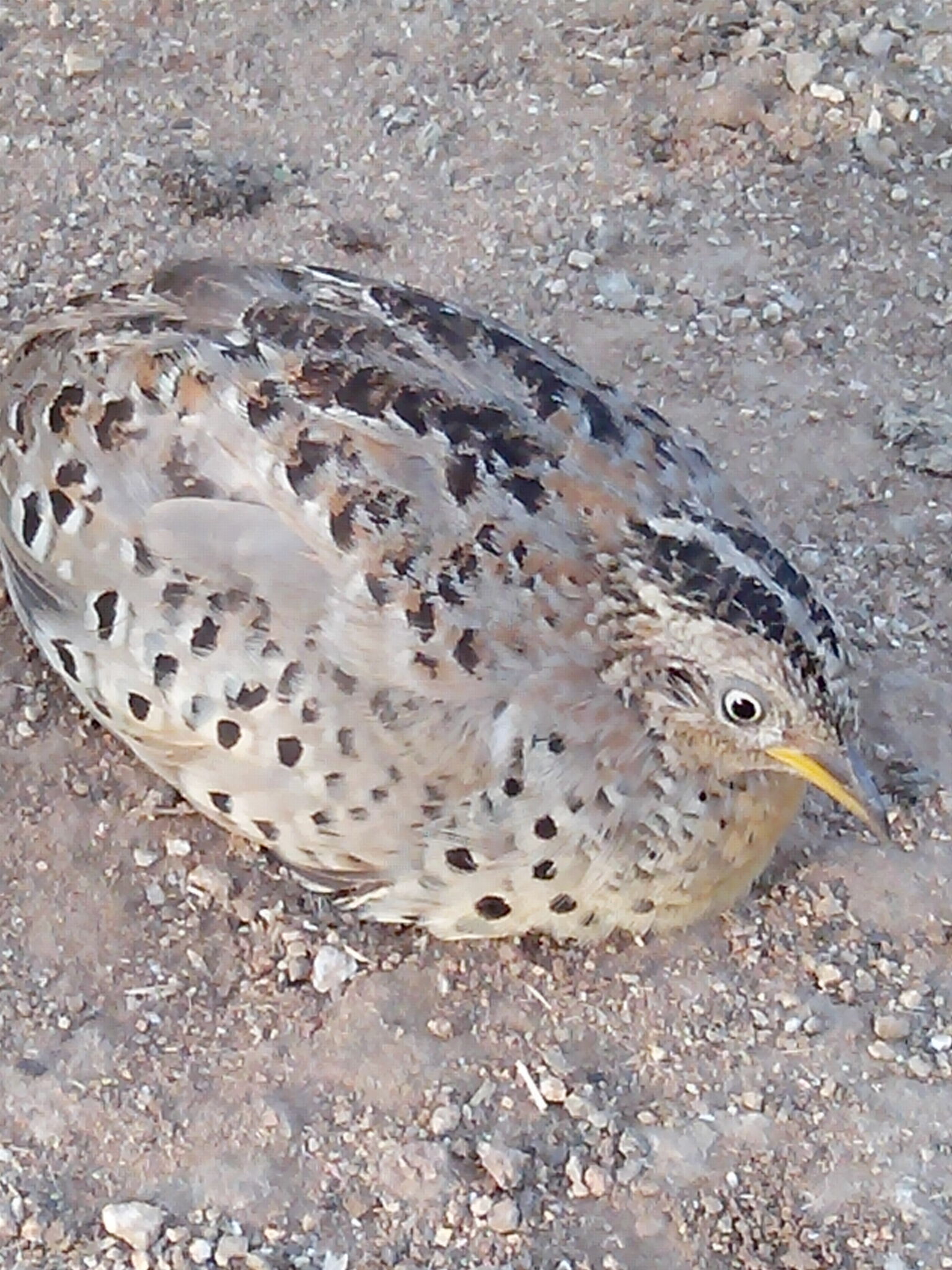 Yellow-legged Buttonquail