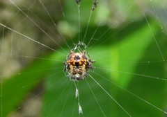 Gasteracantha interrupta