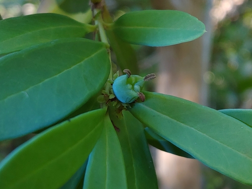 Buxus vahlii, photograph 3