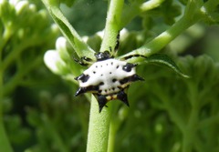 Gasteracantha interrupta