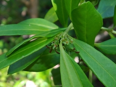 (c) Kurt Miller, some rights reserved (CC BY-SA) Buxus vahlii, photograph (c) Kurt Miller, some rights reserved (CC BY-SA)