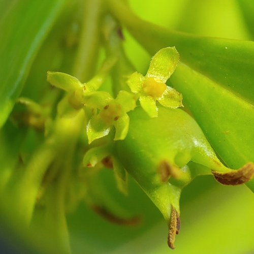 Buxus vahlii, photograph 6