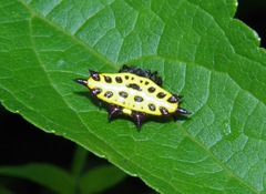 Gasteracantha taeniata