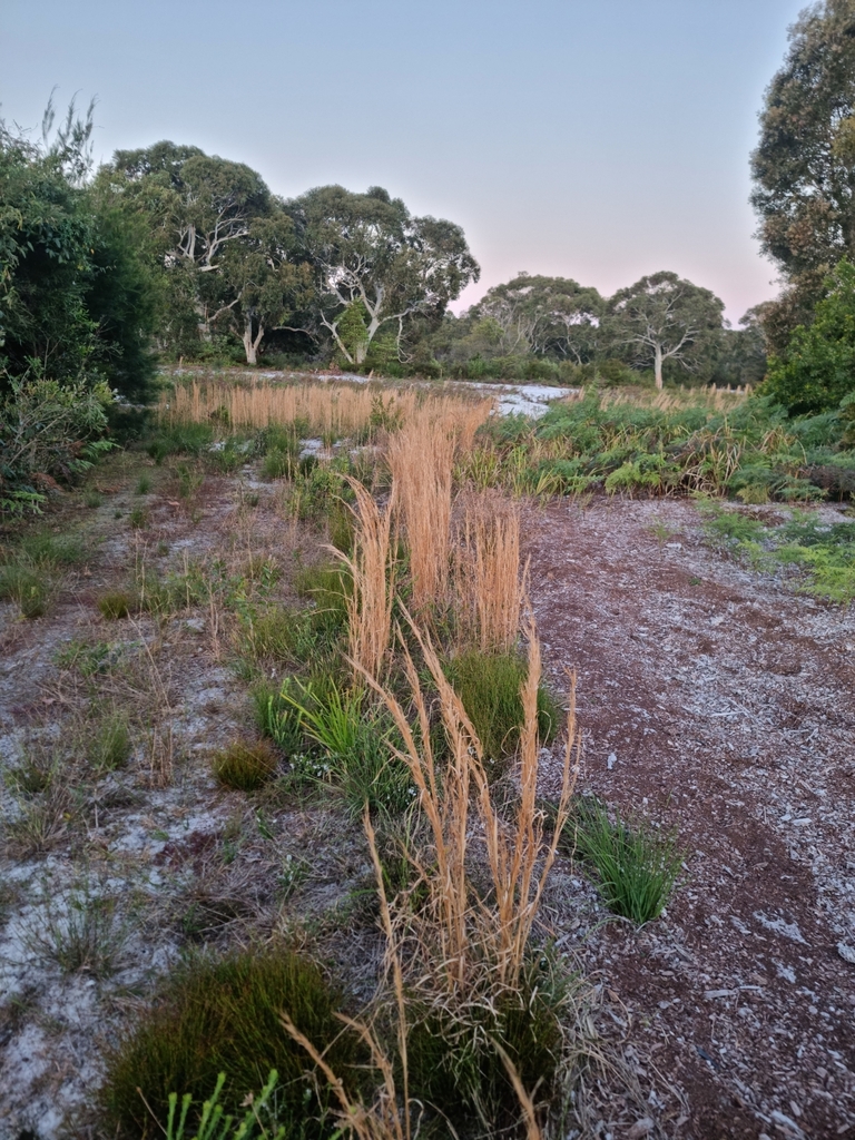 broomsedge bluestem from Brunswick Heads NSW 2483, Australia on