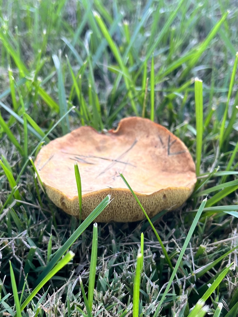 Chestnut Bolete from Harveysburg Rd, Waynesville, OH, US on September