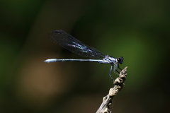 Bayadera brevicauda