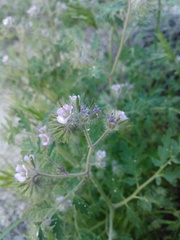 Phacelia cryptantha