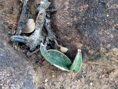 Sansevieria aethiopica