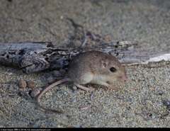 Cerralvo Island Pocket Mouse photo 2