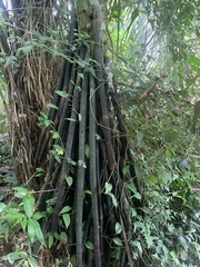 Iriartea deltoidea