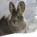 Columbia Basin Pygmy Rabbit - Photo (c) Nelson Stauffer, some rights reserved (CC BY-NC-SA)