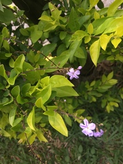 Duranta