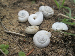 Helicella itala