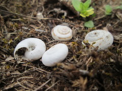Helicella itala
