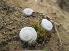 Helicella itala
