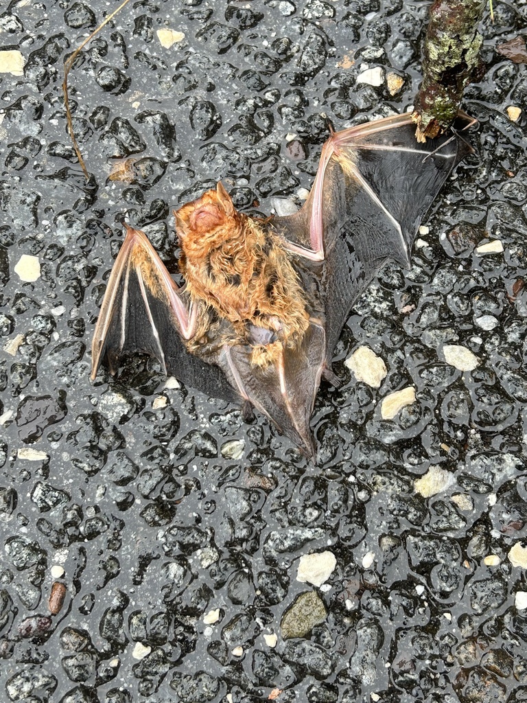 Eastern Red Bat from Stockton University, Galloway, NJ, US on September