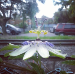 Passiflora caerulea
