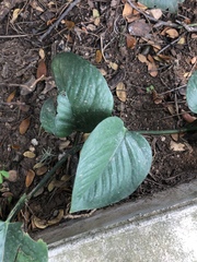 Epipremnum