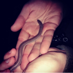 Amphisbaena darwinii