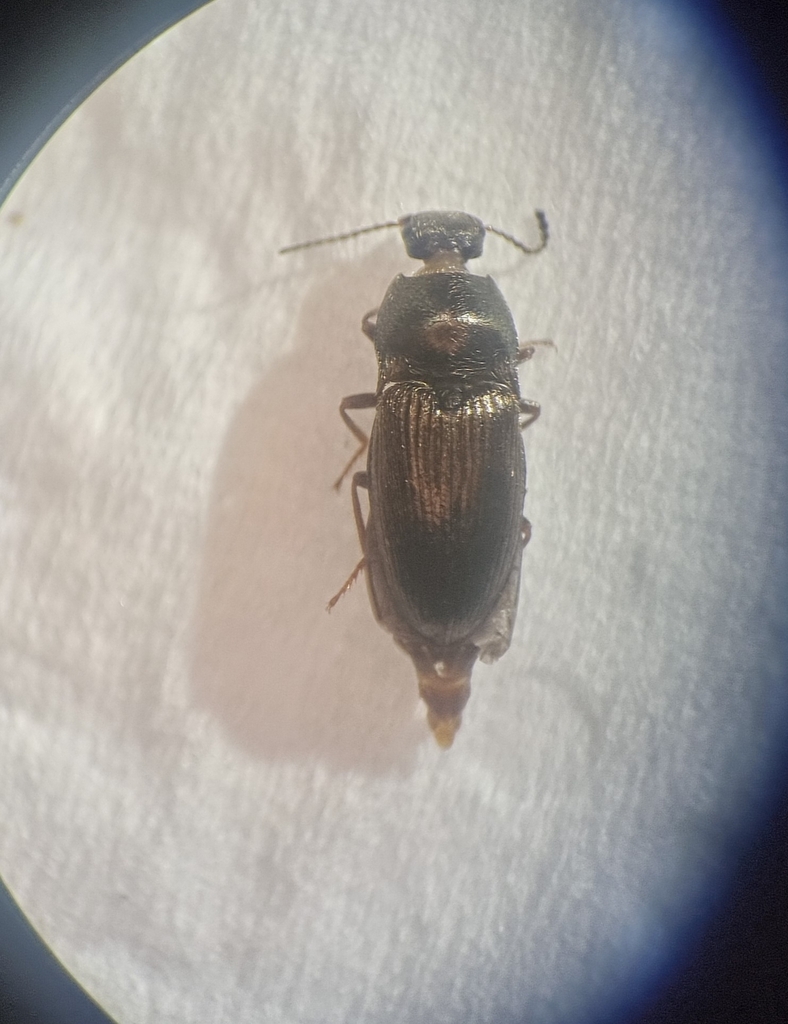 Hypnoidus riparius