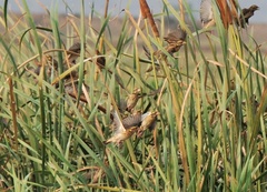 Ploceus manyar