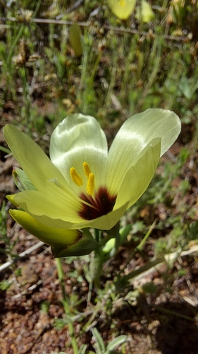 Image of Geissorhiza darlingensis by (c) Jacques van der Merwe, some rights reserved (CC BY-SA)