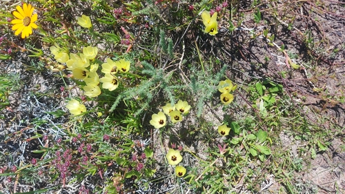 Image of Geissorhiza darlingensis by (c) Jacques van der Merwe, some rights reserved (CC BY-SA)