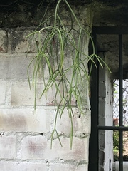 Rhipsalis
