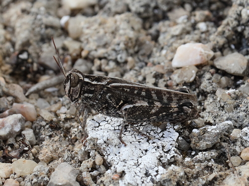 Barbary Grasshopper, Tomar, Portugal, photo 9 of 10