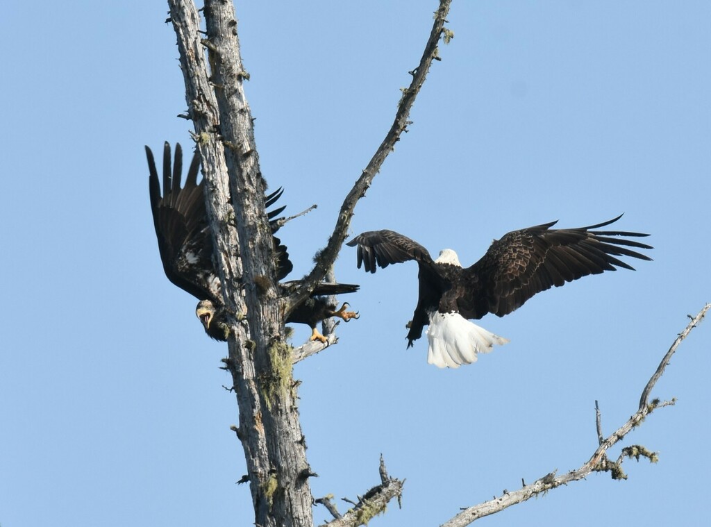 흰머리수리 from Capital Region Rural District, NB, Canada on... by Jimmy Dee · iNaturalist 흰머리수리 (Haliaeetus leucocephalus)