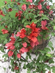 Bougainvillea