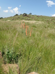 Kniphofia laxiflora