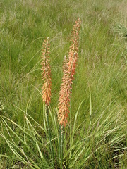 Kniphofia laxiflora