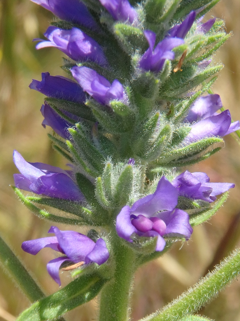 Veronica maeotica