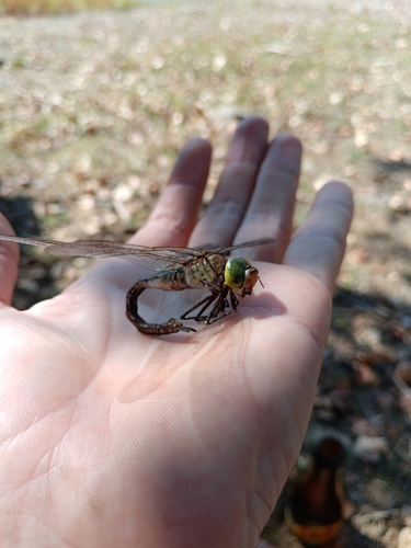Photo of Lesser Emperor (Anax parthenope)