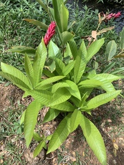 Alpinia purpurata