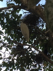 Egretta garzetta