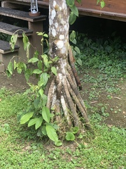Iriartea deltoidea