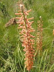 Kniphofia laxiflora