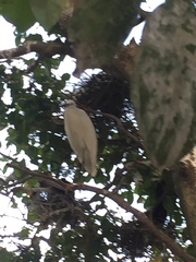 Egretta garzetta