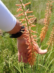 Kniphofia laxiflora