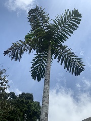 Iriartea deltoidea