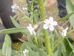 Anchusa strigosa