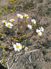 Layia glandulosa