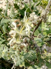 Salvia dominica