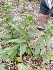 Aristolochia bottae