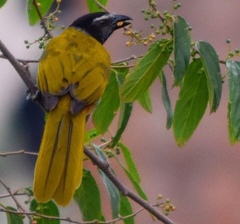 Black-Headed Saltator photo 4
