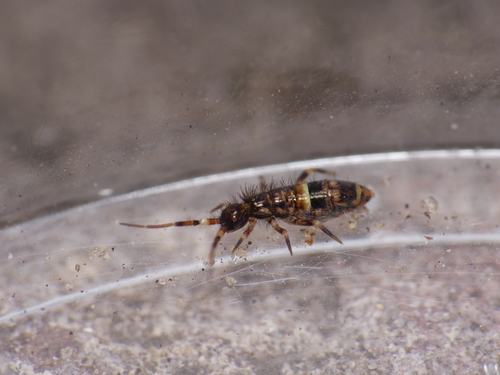Belted Springtail, photo 7 of 9